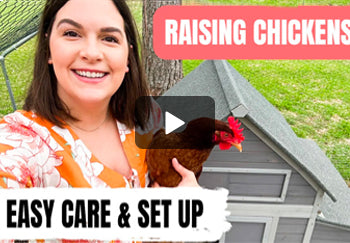 How to Raise Chickens for Beginners