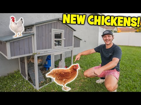 Aivituvin Foldable Chicken Coop AIR66, Fast-Assembly Folding Chicken House for 3–4 Chickens