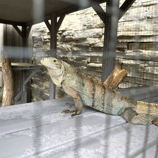 Aivituvin-AIR37 Outdoor Enclosure for Chameleon | Lizards,Iguanas Cage