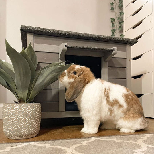 Aivituvin-AIR12-B Indoor Bunny House for Rabbits