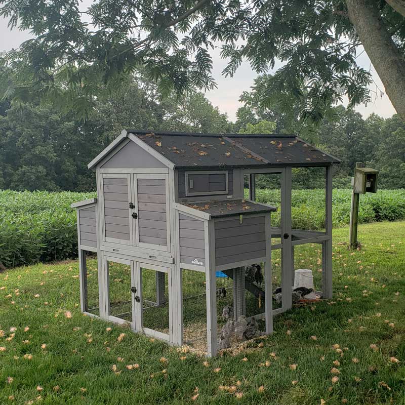 backyard chicken coop