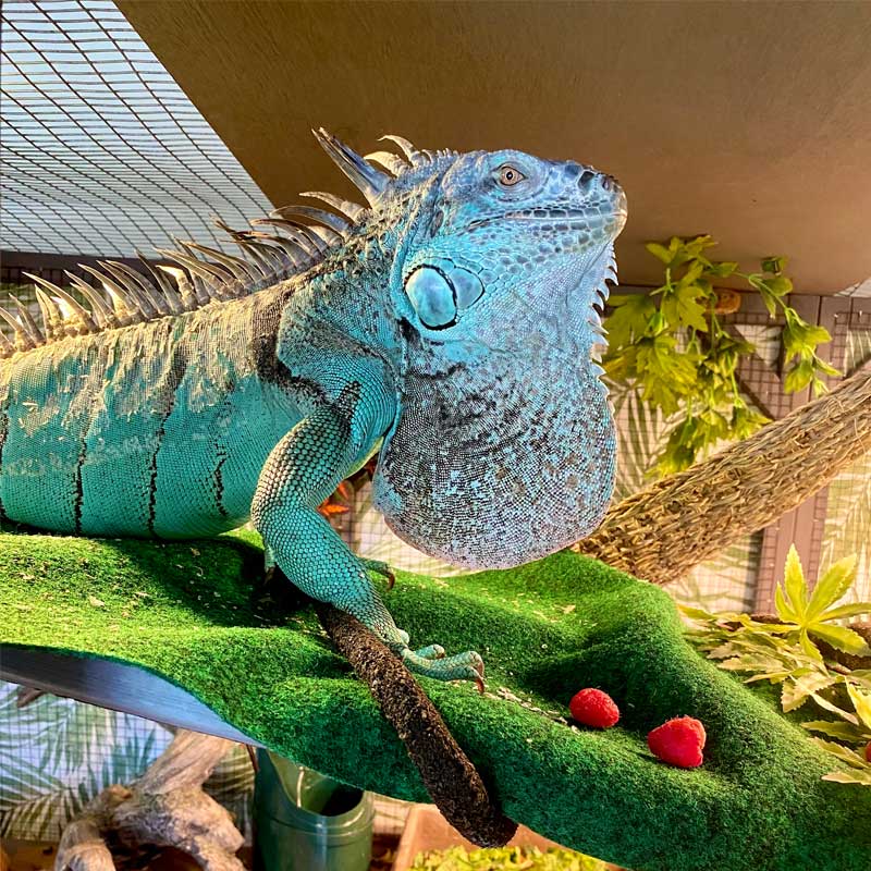 iguana terrarium plants Aivituvin AIR37 Walk-In Outdoor Cat House, Gray, Large